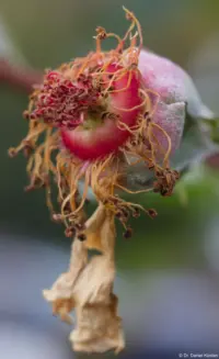 Verwelkte Rose, APS-C-Sensor Industar-50-2 Daniel Kirsten Fotograf Hochzeit Portrait Schwangerschaft Brautkleid Standesamt Dresden Striesen
