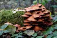 Pilze in der Dresdner Heide Carl Zeiss Jena Tessar 2.8/50 red T Pilze Baum Hochzeitsfotograf