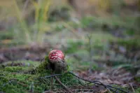 Junger Fliegenpilz, sehr schönes Bokeh im Hintergrund. Carl Zeiss Jena Tessar f/2.8 50mm red T Fliegenpilz Bokeh Dresdner Heide