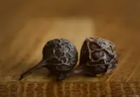 Kubebenpfeffer. Carl Zeiss Jena Tessar 2.8/50 red T Fotograf Kubebenpfeffer Makro Holz