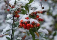Carl Zeiss Jena Tessar f/2.8 50mm rotes T Beeren Schnee Winter Portrait Dresden
