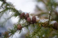 Lärchenzapfen. Carl Zeiss Jena Tessar 2.8/50 red T Lärche Zapfen Winter Dresden