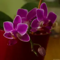 Orchidee mit Zwischenring. Carl Zeiss Jena Tessar f/2.8 50mm red T Fotograf Blasewitz Orchidee