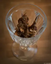 Getrocknete Pfifferlinge, bearbeitet mit 32bit-Wavelets. Carl Zeiss Jena Tessar f/2.8 50mm red T Pfifferlinge Glas