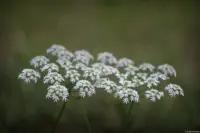 Schafgarbe. Helios-44-2 Altglas Helios Dresden Schafgarbe Elbwiesen Fotograf
