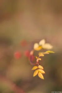 Herbstlaub zu Weihnachen, f/1.8, APS-C. Auto-Takumar 55mm f/1.8 Zebra Laub Herbst
