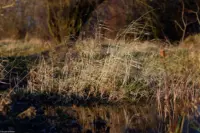 Hochwasser in Bad Dürrenberg. Takumar 1.8/55 Zebra Gras Heu Hochwasser