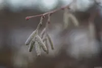 Auto-Takumar 55mm f/1.8 Zebra Birke