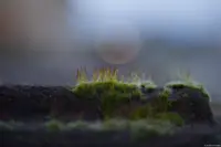 Moos im Sonnenuntergang. Takumar 1.8/55 55mm f/1.8 Zebra Moos