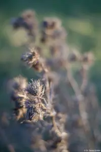 Mit dem Helios-44-2 sind die Disteln schöner geworden. Takumar 55mm f/1.8 Zebra Disteln Distel