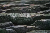 Im Hintergrund kann man ansatzweise das Bokeh erkennen (f/1.8 am Vollformat). Auto-Takumar 55mm f/1.8 Zebra Rinde Baumrinde