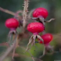 Hagebutten. Takumar 1.8/55 Hagebutte Beeren