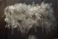 Das gleiche Motiv mit f/2.8. Takumar 1.8/55 Zebra Clematis