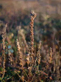 f/1.8, Vollformat. Takumar 55mm f/1.8 Zebra Bokeh