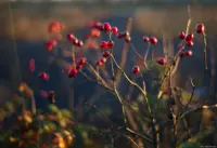 Hagebutten bei stark seitlichem Licht mit f/1.8 am Vollformatsensor. Das Bokeh ist ein Traum. Auto-Takumar 55mm f/1.8 Hagebutte Sonne Gegenlicht Bokeh
