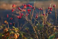 Bei f/2.8 muss das Bokeh deutlich Federn lassen. Takumar 1.8/55 Hagebutten Sonne Gegenlicht Bokeh
