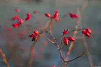 Bei f/2.8 hat das Bokeh etwas gelitten, die Schärfe ist besser. Auto-Takumar 1.8/55 Zebra Hagebutte