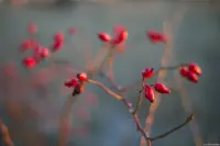 Hagebutten mit f/1.8 am Vollformatsensor.  Das Bokeh ist sehr schön. Takumar 55mm f/1.8 Hagebutten