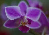 Mit f/1.8 werden die Makros sehr unscharf (Vollformat). Takumar 1.8/55 Zebra Orchidee