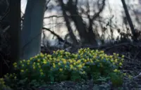 Der Hintergrund zeigt ein sehr deutliches Bokeh mit recht starken Farbsäumen (f/1.8, APS-C). Auto-Takumar 1.8/55 Bokeh