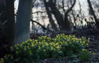 Bei f/2.8 ist von dem markanten Bokeh kaum noch etwas übrig. Auto-Takumar 55mm f/1.8 Zebra Bokeh