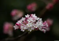 Blütenmakro, APS-C-Sensor, f/? Auto-Takumar 1.8/55 Zebra Blüten