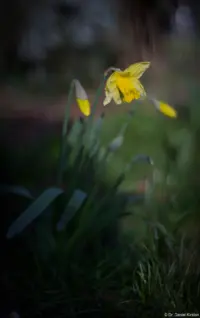 Die erste Osterglocke 2024, f/1,8 am Vollformat. Takumar 1.8/55 Zebra Osterglocke