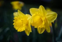 Osterglocken im März 2024, f/2.8, Zwischenring, Canon-Vollformat. Carl Zeiss Jena Tessar 2.8/50 Osterglocken Frühling