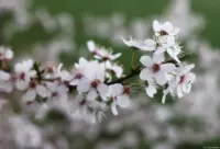 Carl Zeiss Jena Tessar f/2.8 50mm rotes T Frühling Blüten