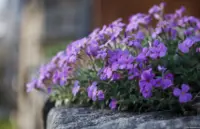 Carl Zeiss Jena Tessar f/2.8 50mm Blumen Mauer