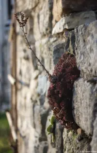Sempervivum. Carl Zeiss Jena Tessar 2.8/50 Sempervivum