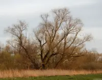 Abendsonne im Frühling im Elbtal, f/5.6, APS-C. Carl Zeiss Jena Tessar f/2.8 50mm Baum Abendsonne