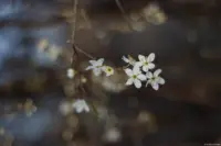 f/1.8, APS-C. Takumar 55mm f/1.8 Blüten März