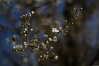 f/1.8, Canon-Vollformat. Auto-Takumar 55mm f/1.8 Zebra Blüte Sonne