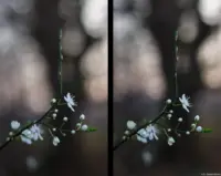 Ein direkter Vergleich zwischen f/1.8 (links) und f/2.4 (rechts) am APS-C-Sensor. Auto-Takumar 55mm f/1.8 Zebra Blüte Bokeh Frühling