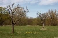 Ein schöne Anordnung von zwei dürren Bäumen und einer Gruppe Weinbergtulpen, f/8.0. Carl Zeiss Jena Tessar f/2.8 50mm