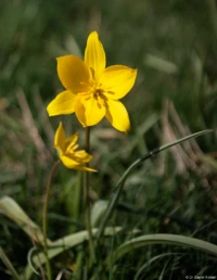 Weinbergtulpe, recht unruhiges Bokeh bei f/2,8. Carl Zeiss Jena Tessar 2.8/50 Tulipa sylvestris