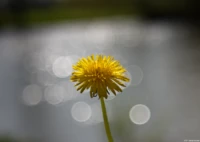 Testen des Bokehs an der Saale. Carl Zeiss Jena Tessar f/2.8 50mm T Löwenzahn Saale Bokeh