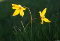 Eine etwas nähere Aufnahme. Carl Zeiss Jena Tessar f/2.8 50mm Wilde Tulpen
