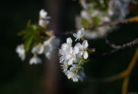 Kirschblüte in der Abendsonne bei Goseck. Carl Zeiss Jena Tessar 2.8/50 red T Kirschblüte Goseck