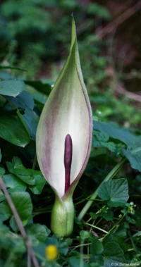 Gefleckter Aronstab bei Leißling. Diese geschützte Pflanze gedeiht sehr gut auf dem Kalkboden. Carl Zeiss Jena Tessar f/2.8 50mm Gefleckter Aronstab Arum maculatum Leissling