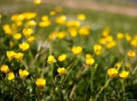 Carl Zeiss Jena Tessar 2.8/50 Butterblumen Hochzeitsfotograf Bokeh