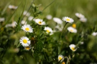 Carl Zeiss Jena Tessar f/2.8 50mm Gänseblümchen Wiese