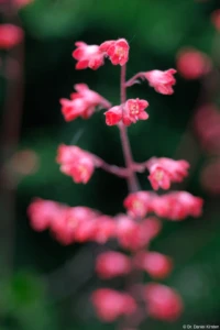 Carl Zeiss Jena Tessar 2.8/50 Blüten