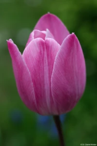 Carl Zeiss Jena Tessar f/2.8 50mm Rote Tulpe