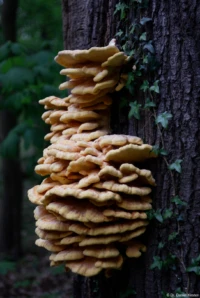 Schwefelporling im Zschoner Grund bei Dresden. Carl Zeiss Jena Tessar 2.8/50 Schwefelporling Zschoner Grund Dresden