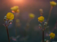 Carl Zeiss Jena Tessar f/2.8 50mm Bokeh Abendsonne Butterblumen