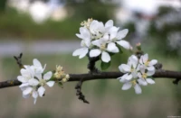 Blühende Obstbäume im Frühling 2024, f/2.8, APS-C. Meyer Görlitz Domiplan 50mm f/2.8 Frühling Blüten