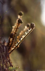 Junge Farne in der Sächsischen Schweiz, April 2024, f/1.4, APS-C. Pentax Asahi Super-Takumar 1.4/50 Farn Abendsonne