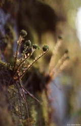 Junge Farne in der Sächsischen Schweiz, April 2024, f/1.4, APS-C. Pentax Asahi Super-Takumar 50mm f/1.4 Farn Abendsonne